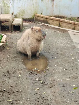 ANIMAL WONDER REZOURT 市原ぞうの国・サユリワールドに投稿された画像（2026/4/27）