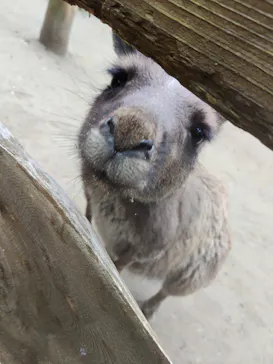 ANIMAL WONDER REZOURT 市原ぞうの国・サユリワールドに投稿された画像（2026/4/27）