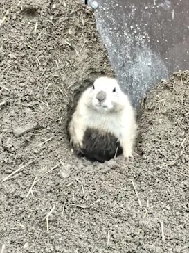 ANIMAL WONDER REZOURT 市原ぞうの国・サユリワールドに投稿された画像（2026/4/27）
