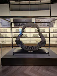 アクアワールド茨城県大洗水族館に投稿された画像（2026/4/27）