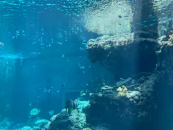 沖縄美ら海水族館に投稿された画像（2026/4/27）