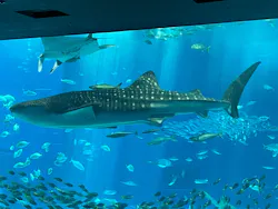 沖縄美ら海水族館に投稿された画像（2026/4/27）