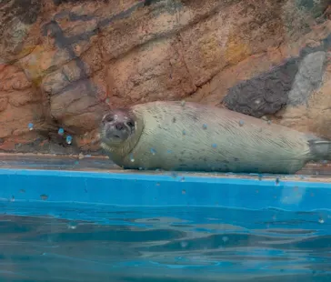 ゼロ距離水族館 伊勢シーパラダイスに投稿された画像（2026/4/27）