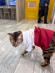 猫カフェモカ 京都河原町店に投稿された画像（2026/4/27）