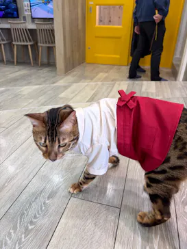 猫カフェモカ 京都河原町店に投稿された画像（2026/4/27）