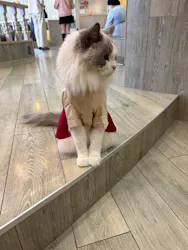 猫カフェモカ 京都河原町店に投稿された画像（2026/4/27）