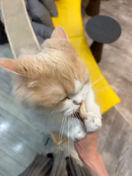 猫カフェモカ 京都河原町店に投稿された画像（2026/4/27）