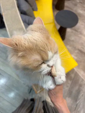 猫カフェモカ 京都河原町店に投稿された画像（2026/4/27）