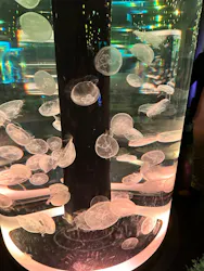 マクセル アクアパーク品川に投稿された画像（2026/4/27）