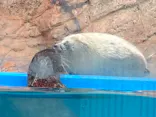 ゼロ距離水族館 伊勢シーパラダイスに投稿された画像（2026/4/27）
