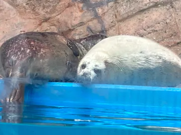 ゼロ距離水族館 伊勢シーパラダイスに投稿された画像（2026/4/27）