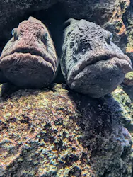 新江ノ島水族館に投稿された画像（2026/4/27）
