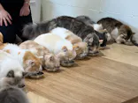 Cat Café MOFF つかしん店に投稿された画像（2026/4/27）