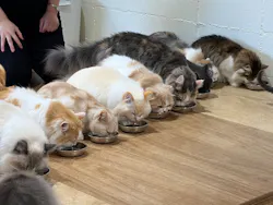 Cat Café MOFF つかしん店に投稿された画像（2026/4/27）