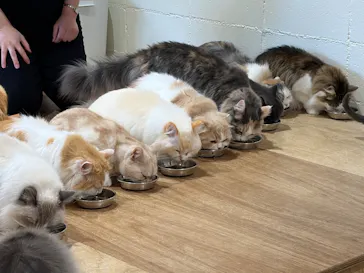 Cat Café MOFF つかしん店に投稿された画像（2026/4/27）