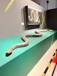 特別展「超危険生物展　科学で挑む生き物の本気」に投稿された画像（2026/4/27）