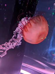 マクセル アクアパーク品川に投稿された画像（2026/4/27）