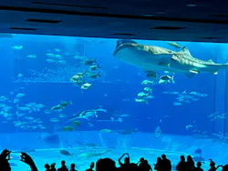 沖縄美ら海水族館に投稿された画像（2026/4/27）