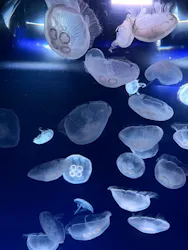 サンシャイン水族館に投稿された画像（2026/4/27）