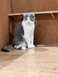 Cat Café MOFF 仙台PARCO店に投稿された画像（2026/4/27）