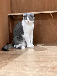 Cat Café MOFF 仙台PARCO店に投稿された画像（2026/4/27）