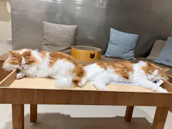 Cat Café MOFF 仙台PARCO店に投稿された画像（2026/4/27）
