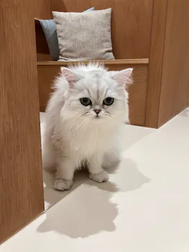 Cat Café MOFF 仙台PARCO店に投稿された画像（2026/4/27）