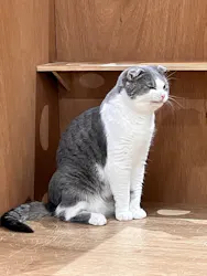 Cat Café MOFF 仙台PARCO店に投稿された画像（2026/4/27）