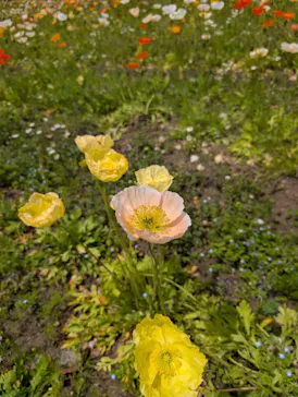 万博記念公園に投稿された画像（2026/4/27）