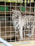 しろとり動物園に投稿された画像（2026/4/28）