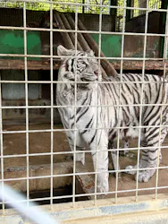 しろとり動物園に投稿された画像（2026/4/27）