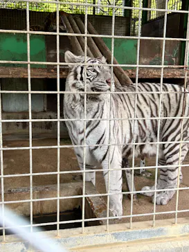 しろとり動物園に投稿された画像（2026/4/27）