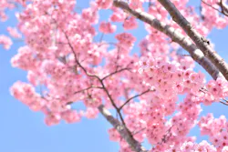 西武園ゆうえんちに投稿された画像（2026/4/27）