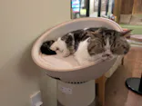 猫カフェモカ　池袋東口店に投稿された画像（2026/4/28）