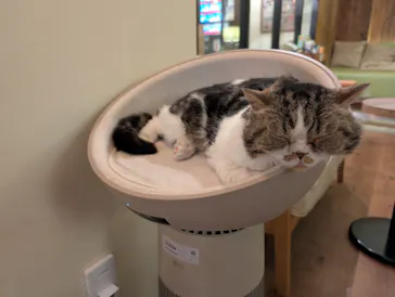 猫カフェモカ　池袋東口店に投稿された画像（2026/4/27）