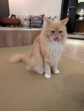 猫カフェモカ　池袋東口店に投稿された画像（2026/4/27）