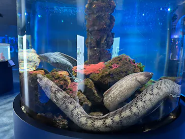 広島もとまち水族館に投稿された画像（2026/4/28）
