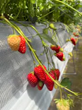 Strawberry Farm シャインベリーに投稿された画像（2026/4/28）