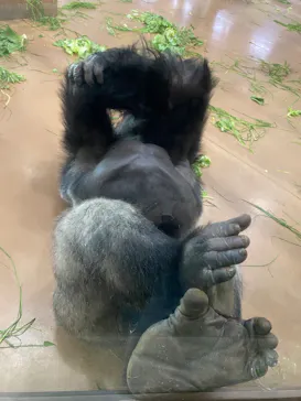 名古屋市東山動植物園に投稿された画像（2026/4/28）