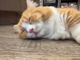 猫カフェモカ　渋谷公園通り店に投稿された画像（2026/4/28）