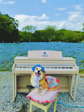 こうべアグリパークネモフィラの丘に投稿された画像（2026/4/28）