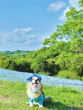 こうべアグリパークネモフィラの丘に投稿された画像（2026/4/28）