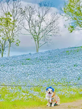 こうべアグリパークネモフィラの丘に投稿された画像（2026/4/28）