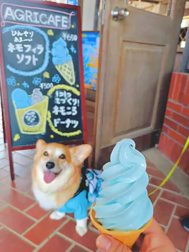 こうべアグリパークネモフィラの丘に投稿された画像（2026/4/28）