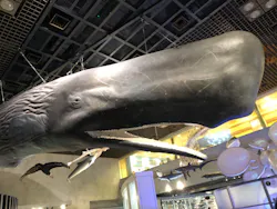 国立科学博物館に投稿された画像（2026/4/28）