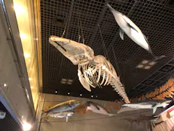 国立科学博物館に投稿された画像（2026/4/28）