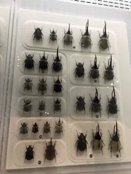 国立科学博物館に投稿された画像（2026/4/28）