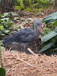 神戸どうぶつ王国に投稿された画像（2026/4/28）
