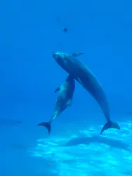 名古屋港水族館に投稿された画像（2026/4/28）