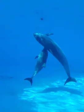 名古屋港水族館に投稿された画像（2026/4/28）